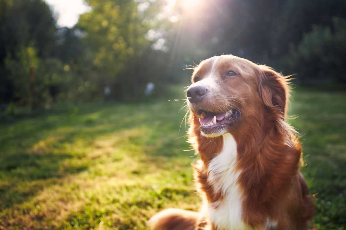 Hund vermisst in Unna — So handeln Sie sofort richtig