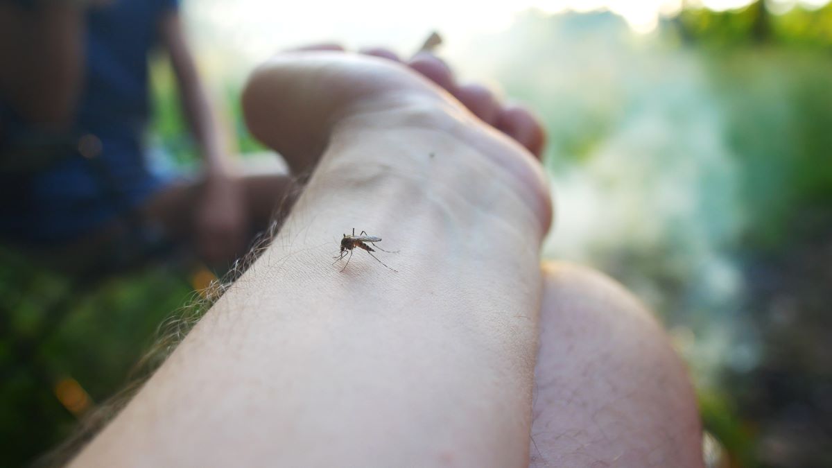 Insektenstiche in Unna: Erste Hilfe, Hausmittel und richtige