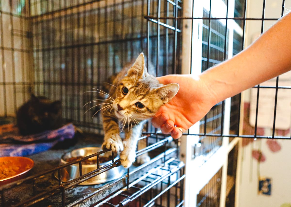 Katze mikrochippen in Unna — Wichtigkeit & Kosten